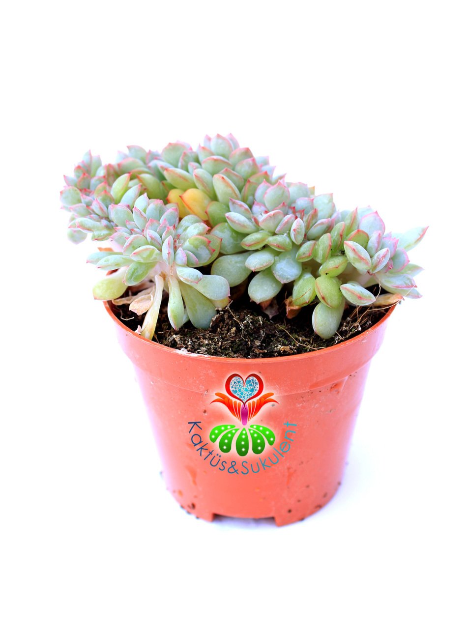 Echeveria Blue Bird Cristata-Mavi Kuş Kıvrımlı-Açık Mavi-Beyaz Uçları Pembe Yapraklı 8.5 cm Saksıda Nadir Tür