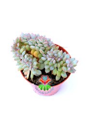Echeveria Blue Bird Cristata-Mavi Kuş Kıvrımlı-Açık Mavi-Beyaz Uçları Pembe Yapraklı 8.5 cm Saksıda Nadir Tür