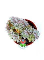 Echeveria Blue Bird Cristata-Mavi Kuş Kıvrımlı-Açık Mavi-Beyaz Uçları Pembe Yapraklı 8.5 cm Saksıda Nadir Tür