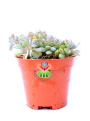 Echeveria Blue Bird Cristata-Mavi Kuş Kıvrımlı-Açık Mavi-Beyaz Uçları Pembe Yapraklı 8.5 cm Saksıda Nadir Tür