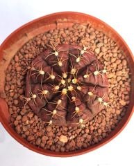 Gymnocalycium Mihanovichii Damsii  Doğal Bordo Renk-10,5 cm Saksıda