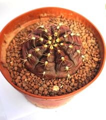 Gymnocalycium Mihanovichii Damsii  Doğal Bordo Renk-10,5 cm Saksıda