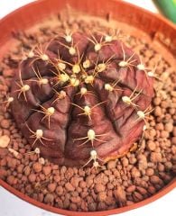 Gymnocalycium Mihanovichii Damsii  Doğal Bordo Renk-10,5 cm Saksıda