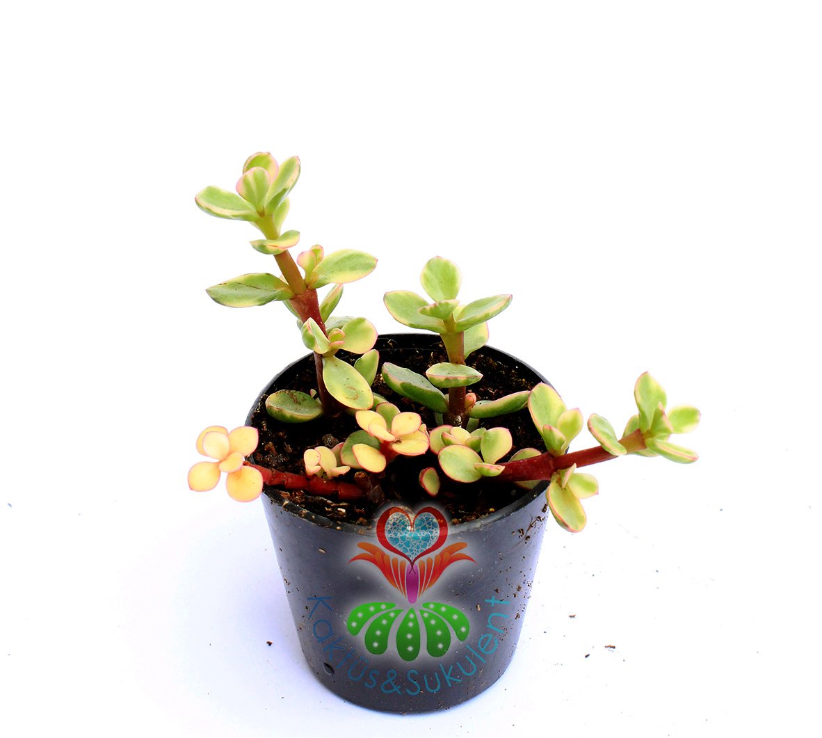 Carbon Temizleyici Portulacaria Afra Variegata- Yeşim Ağacı, Yeşil-Sarı Yapraklı 5,5cm saksıda-Teraryum,Kaktüs