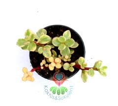 Carbon Temizleyici Portulacaria Afra Variegata- Yeşim Ağacı, Yeşil-Sarı Yapraklı 5,5cm saksıda-Teraryum,Kaktüs