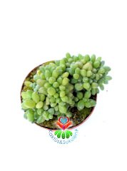 Pachyphytum Compactum Cristata -Mükemmel Kıvrımlı Form Rozet Sukkulent- 8,5 cm Saksılı