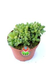 Pachyphytum Compactum Cristata -Mükemmel Kıvrımlı Form Rozet Sukkulent- 8,5 cm Saksılı