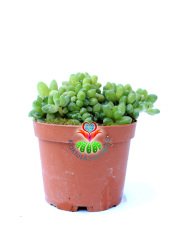 Pachyphytum Compactum Cristata -Mükemmel Kıvrımlı Form Rozet Sukkulent- 8,5 cm Saksılı