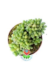 Pachyphytum Compactum Cristata -Mükemmel Kıvrımlı Form Rozet Sukkulent- 8,5 cm Saksılı