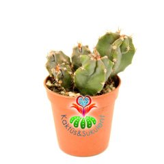 Kaktüs, Lemaireocereus Dumortierii -1 Saksıda 3+ Adet -Gri Renk- 5,5 cm saksıda-Sukulent