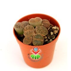 Lithops Leslei Mix.- Kahverengi ve Yeşil Renk Tonlarında 1 Saksıda Çok Adet- 5,5 cm Saksıda Yaşayan Taş Kaktüs