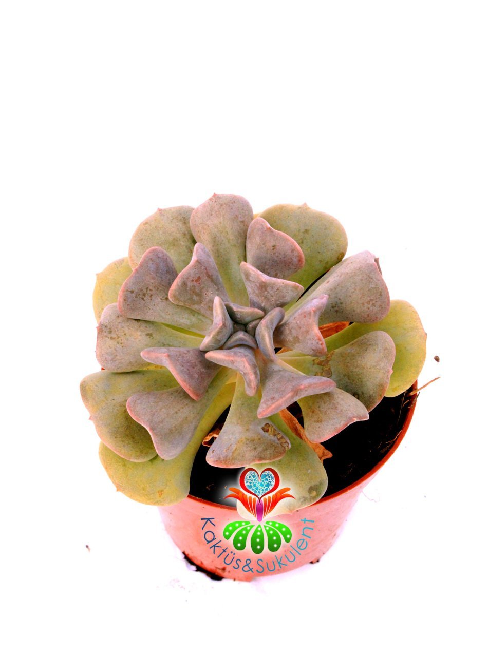 Echeveria Cubic Frost - 8,5 cm Saksıda-Kıvrık Yapraklı