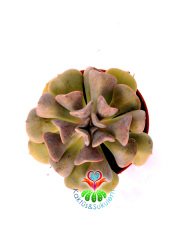 Echeveria Cubic Frost - 8,5 cm Saksıda-Kıvrık Yapraklı