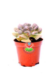 Echeveria Cubic Frost - 8,5 cm Saksıda-Kıvrık Yapraklı
