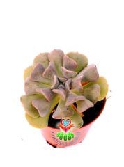 Echeveria Cubic Frost - 8,5 cm Saksıda-Kıvrık Yapraklı