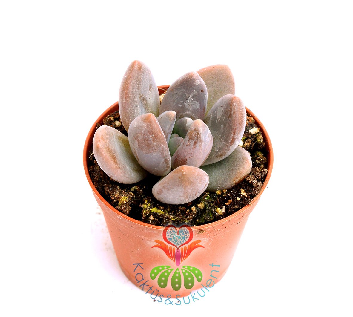 Pachyphytum Caesium -Mükemmel Koyu Pembe Renkli Sukkulent- 5,5 cm saksıda-Teraryum,Kaktus