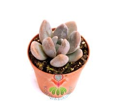 Pachyphytum Caesium -Mükemmel Koyu Pembe Renkli Sukkulent- 5,5 cm saksıda-Teraryum,Kaktus