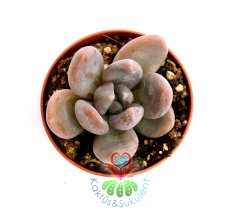 Pachyphytum Caesium -Mükemmel Koyu Pembe Renkli Sukkulent- 5,5 cm saksıda-Teraryum,Kaktus