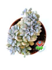 Echeveria Cubic Frost Cristata- 8,5 cm Saksıda-Mükemmel Kıvrımlı Sukulent