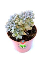 Echeveria Cubic Frost Cristata- 8,5 cm Saksıda-Mükemmel Kıvrımlı Sukulent