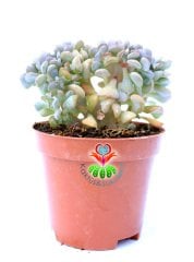 Echeveria Cubic Frost Cristata- 8,5 cm Saksıda-Mükemmel Kıvrımlı Sukulent