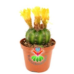 Kaktüs, Notocactus Glaucinus Depressus 10,5cm Saksıda Büyük Sarı Renk Çiçek Açar -Tomurcuklu