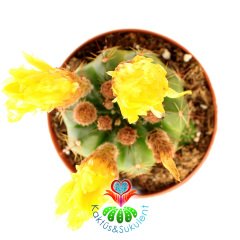 Kaktüs, Notocactus Glaucinus Depressus 10,5cm Saksıda Büyük Sarı Renk Çiçek Açar -Tomurcuklu