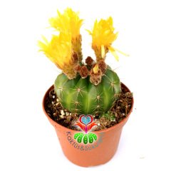 Kaktüs, Notocactus Glaucinus Depressus 10,5cm Saksıda Büyük Sarı Renk Çiçek Açar -Tomurcuklu