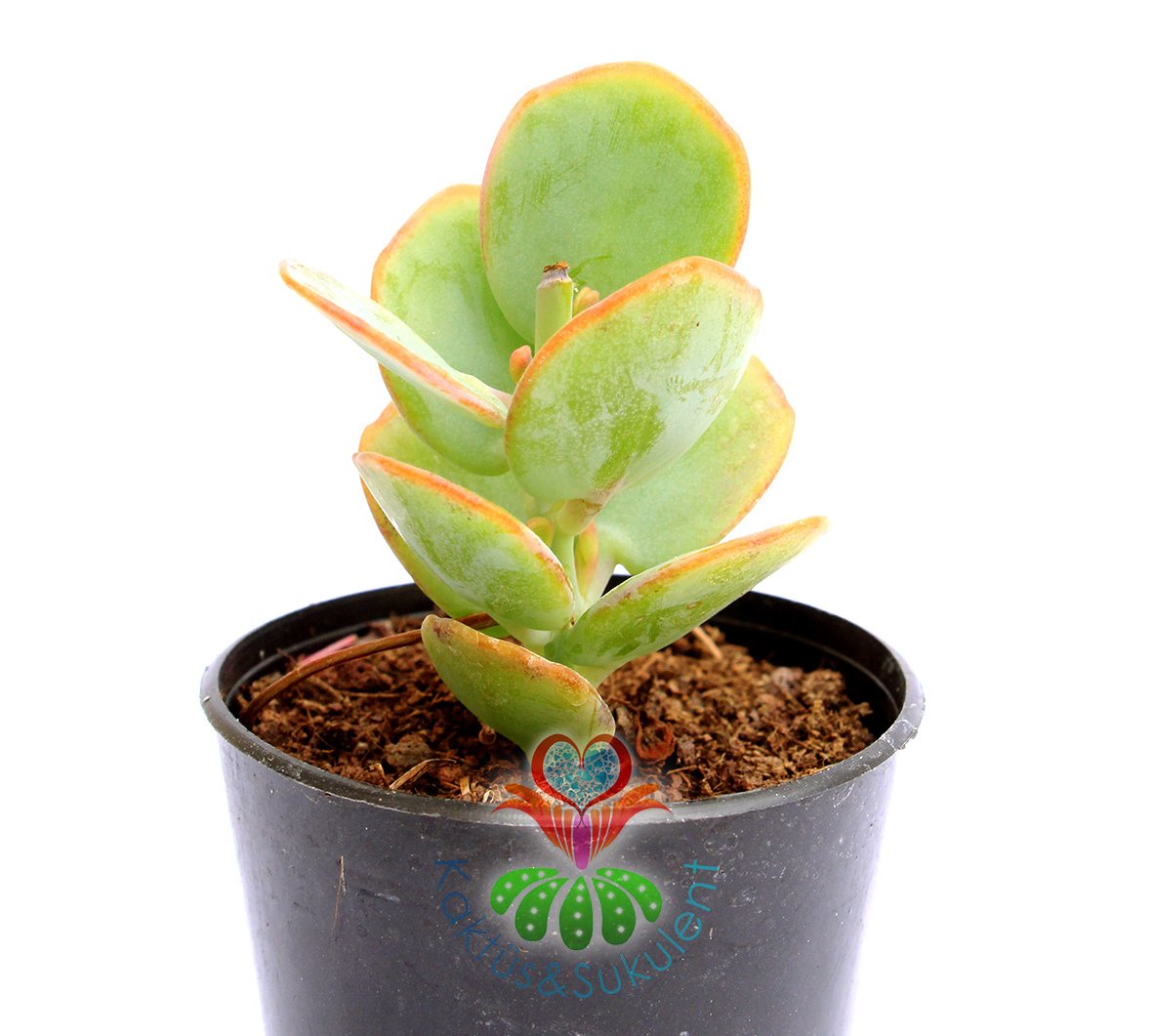 Kalanchoe Panamensis -Fantastik Çiçek Açar- Farklı Renkli-5,5 cm saksıda-Sukulent, Kaktus,