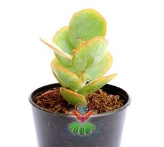 Kalanchoe Panamensis -Fantastik Çiçek Açar- Farklı Renkli-5,5 cm saksıda-Sukulent, Kaktus,