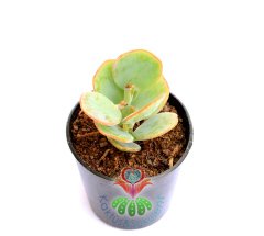 Kalanchoe Panamensis -Fantastik Çiçek Açar- Farklı Renkli-5,5 cm saksıda-Sukulent, Kaktus,