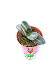 Gasteria Gracilis Variegata Doğal Sarı-Yeşil Renkli Nadir Tür -5,5 cm Saksıda Yavruları Sarı Renkli Çıkar