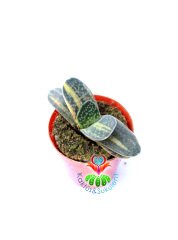 Gasteria Gracilis Variegata Doğal Sarı-Yeşil Renkli Nadir Tür -5,5 cm Saksıda Yavruları Sarı Renkli Çıkar