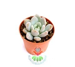 Pembe Ay Taşı Sukulent Pachyphytum Brevifolium- Güneşte Yaprak Uçları Pembeleşir-5,5 cm saksıda-Teraryum, Mini Bahçe,Kaktus
