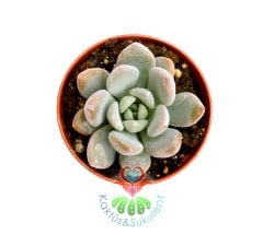Pembe Ay Taşı Sukulent Pachyphytum Brevifolium- Güneşte Yaprak Uçları Pembeleşir-5,5 cm saksıda-Teraryum, Mini Bahçe,Kaktus
