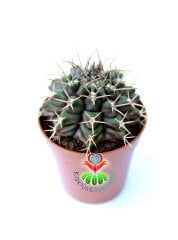 Gymnocalycium Eurypleurum-Beyaz Renk Çiçek açan Kızaran Kaktüs- -5,5 cm saksıda-Koleksiyon Ürünü Kaktüs