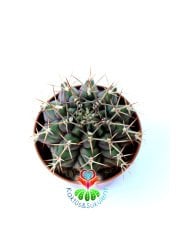 Gymnocalycium Eurypleurum-Beyaz Renk Çiçek açan Kızaran Kaktüs- -5,5 cm saksıda-Koleksiyon Ürünü Kaktüs