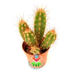Kaktüs, Neocardinasia Herzogiana-5,5 cm Saksıda 3+ Adet -Yetişkin Halinde Büyük Pembe Renk Çiçek Açar