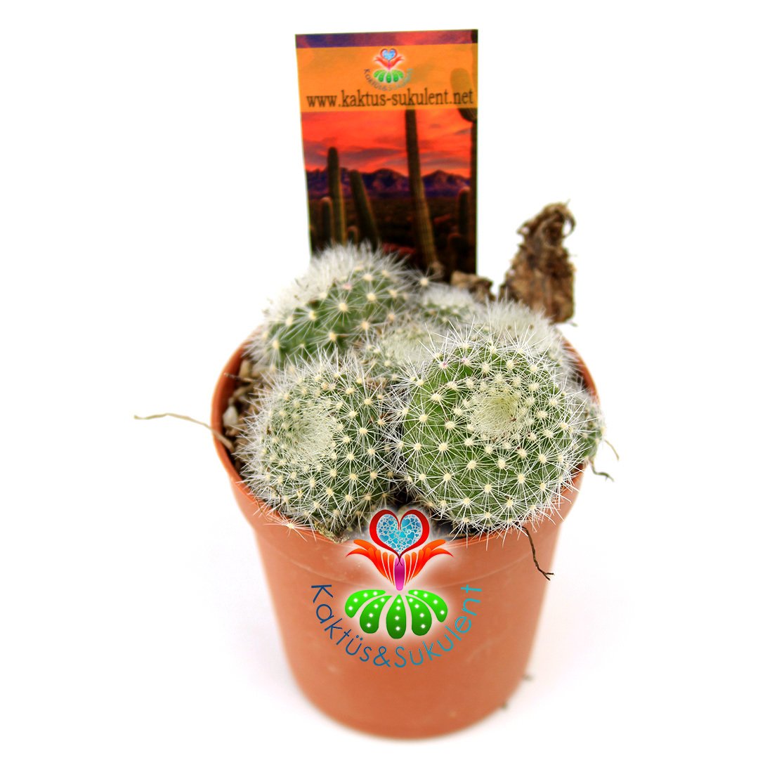 Kaktüs, Rebutia Muscula-5,5 cm Saksıda-Turuncu Renk Çiçek Açar Minik Beyaz Dikenli
