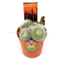 Kaktüs, Rebutia Muscula-5,5 cm Saksıda-Turuncu Renk Çiçek Açar Minik Beyaz Dikenli