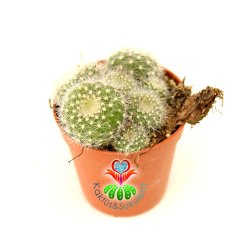 Kaktüs, Rebutia Muscula-5,5 cm Saksıda-Turuncu Renk Çiçek Açar Minik Beyaz Dikenli