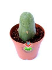 Trichocereus Bridgesii f. Monstruosus 'Penis Plant'-Sıradışı Formlu Koleksiyonluk Kaktüs-5,5 cm Saksıda