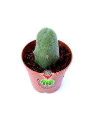 Trichocereus Bridgesii f. Monstruosus 'Penis Plant'-Sıradışı Formlu Koleksiyonluk Kaktüs-5,5 cm Saksıda