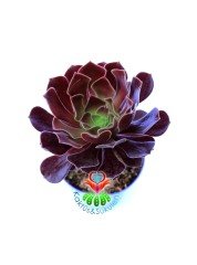 Aeonium Arboreum SCHWARZKOPF -Siyah Gül - 8,5 cm Saksıda- Teraryum,Kaktüs