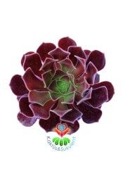 Aeonium Arboreum SCHWARZKOPF -Siyah Gül - 8,5 cm Saksıda- Teraryum,Kaktüs