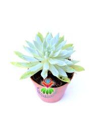 Graptopetalum Rusbyi - 5,5 cm saksıda Sukulent Açık Yeşil Renk