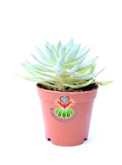 Graptopetalum Rusbyi - 5,5 cm saksıda Sukulent Açık Yeşil Renk