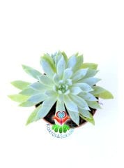 Graptopetalum Rusbyi - 5,5 cm saksıda Sukulent Açık Yeşil Renk
