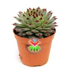 Sukulent, Sempervivum Tectorum 'Greenii' -5,5 cm Saksıda-  Mükemmel Simetrik Formlu Yaprak Uçları Bordo Renk