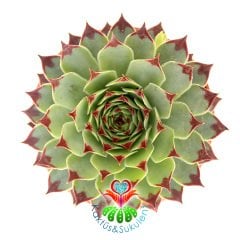 Sukulent, Sempervivum Tectorum 'Greenii' -5,5 cm Saksıda-  Mükemmel Simetrik Formlu Yaprak Uçları Bordo Renk